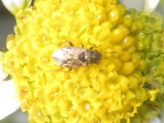 Nysius huttoni