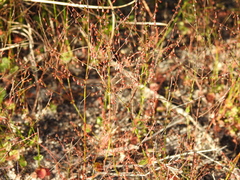 Gonocarpus micranthus