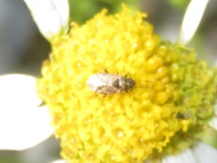 Nysius huttoni