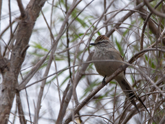 Leptasthenura aegithaloides