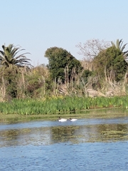 Cygnus melancoryphus