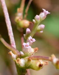 Cuscuta monogyna