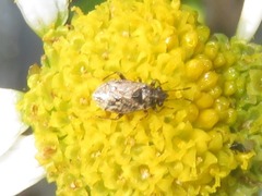 Nysius huttoni