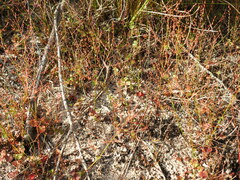 Gonocarpus micranthus