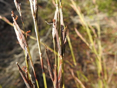 Schoenus calostachyus