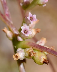 Cuscuta monogyna