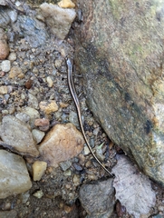 Eurycea guttolineata