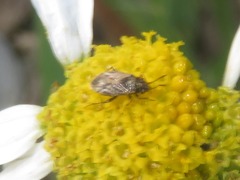 Nysius huttoni