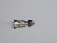 Branta leucopsis