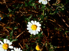 Glebionis coronaria