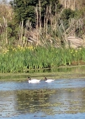 Cygnus melancoryphus