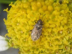 Nysius huttoni