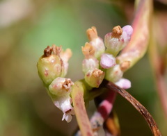Cuscuta monogyna