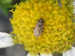 Nysius huttoni