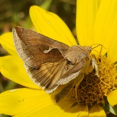 Anagrapha falcifera