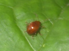 Sphaeroderma testaceum