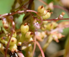 Cuscuta monogyna