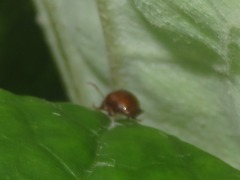 Sphaeroderma testaceum