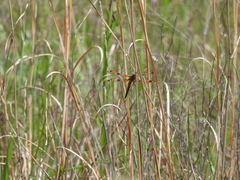 Libellula semifasciata