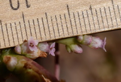 Cuscuta monogyna