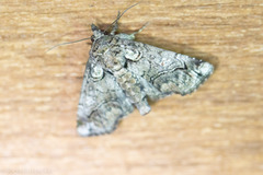 Paectes abrostolella