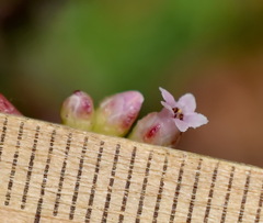 Cuscuta monogyna