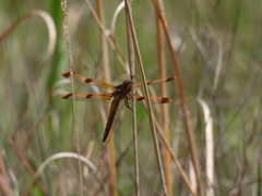 Libellula semifasciata