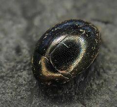 Lamprobyrrhulus nitidus