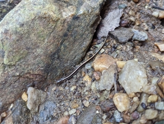 Eurycea guttolineata