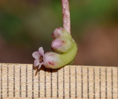 Cuscuta monogyna