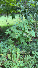 Thalictrum pubescens