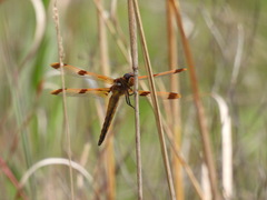 Libellula semifasciata