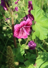Malva sylvestris mauritiana