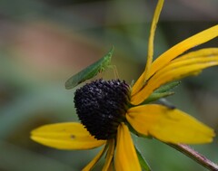 Rhynchomitra microrhina