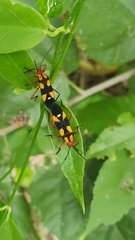 Oncopeltus guttaloides