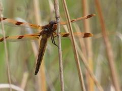 Libellula semifasciata