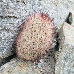 Mammillaria tetrancistra