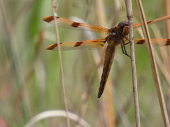 Libellula semifasciata