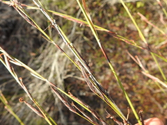 Schoenus calostachyus