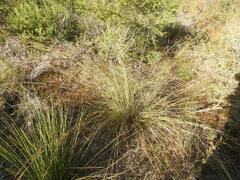 Schoenus calostachyus