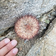 Mammillaria tetrancistra