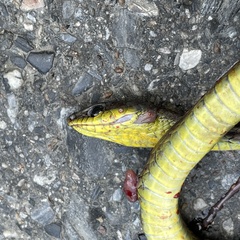 Mastigodryas boddaerti