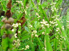 Baccharis trimera