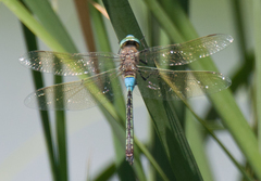 Anax parthenope