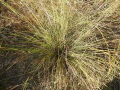 Schoenus calostachyus