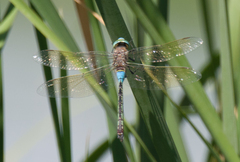Anax parthenope