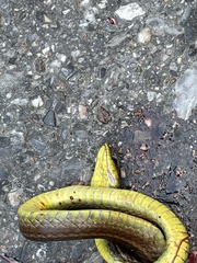 Mastigodryas boddaerti