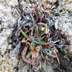 Dudleya saxosa