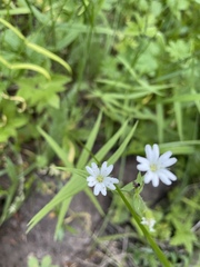 Pseudostellaria