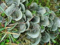 Cora glabrata